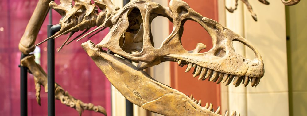 T-Rex Skull in Museum
