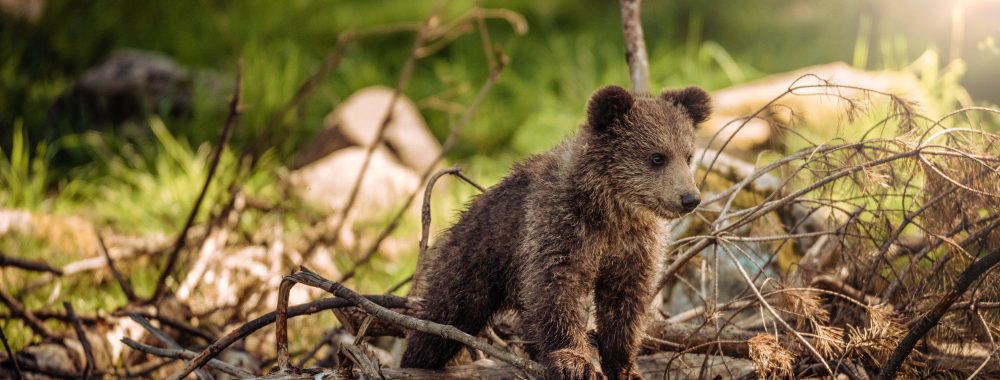 Bear Cub in Spring