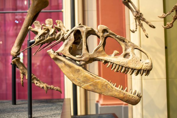 T-Rex Skull in Museum